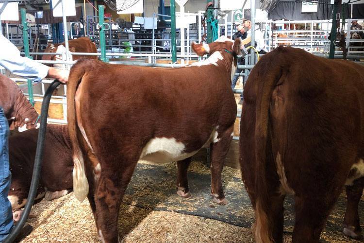 Double H Acres Gallery