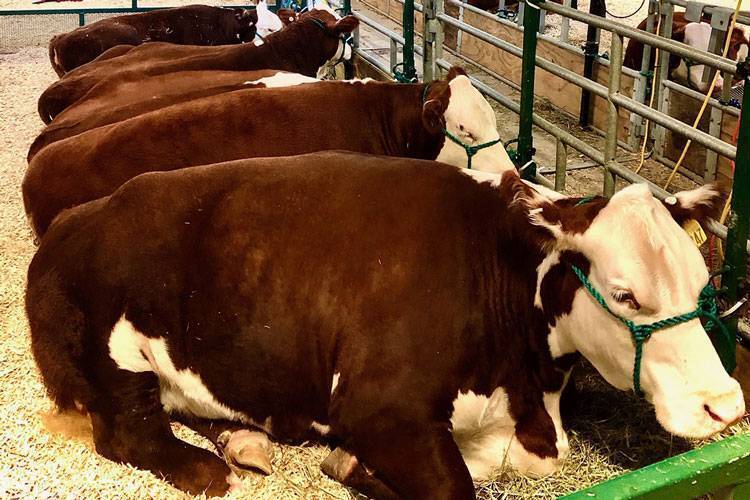 Double H Acres Gallery