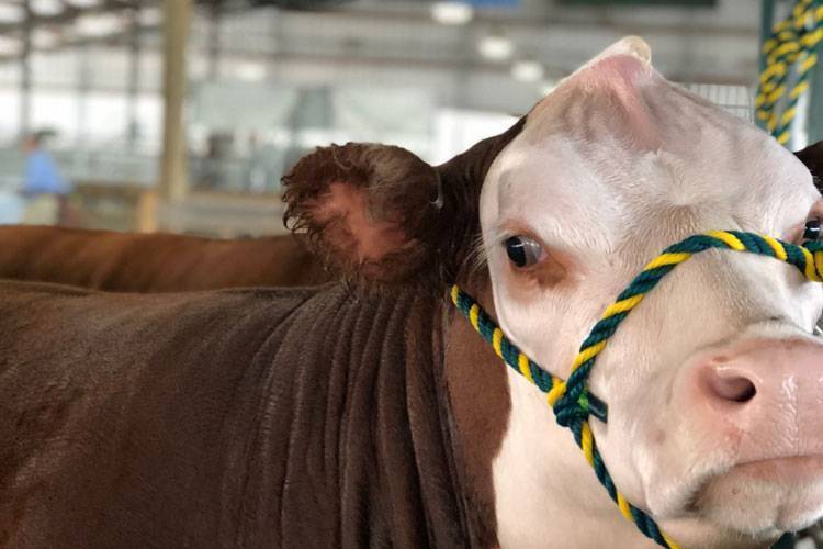 Double H Acres Gallery