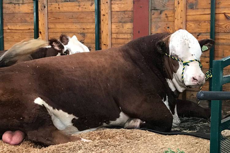 Double H Acres Gallery